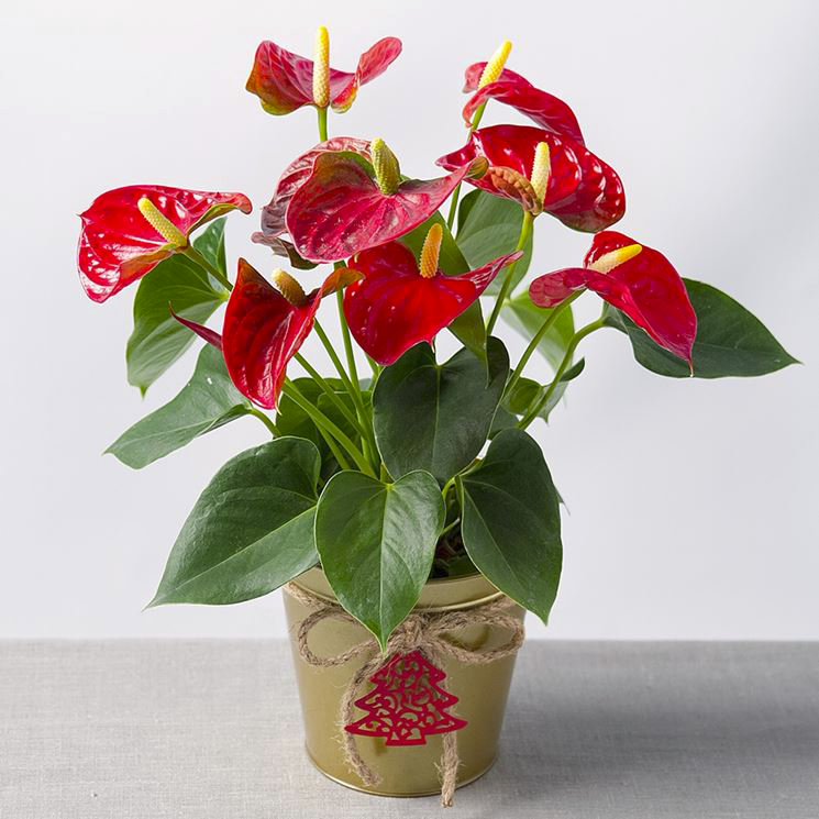 anthurium tossico 