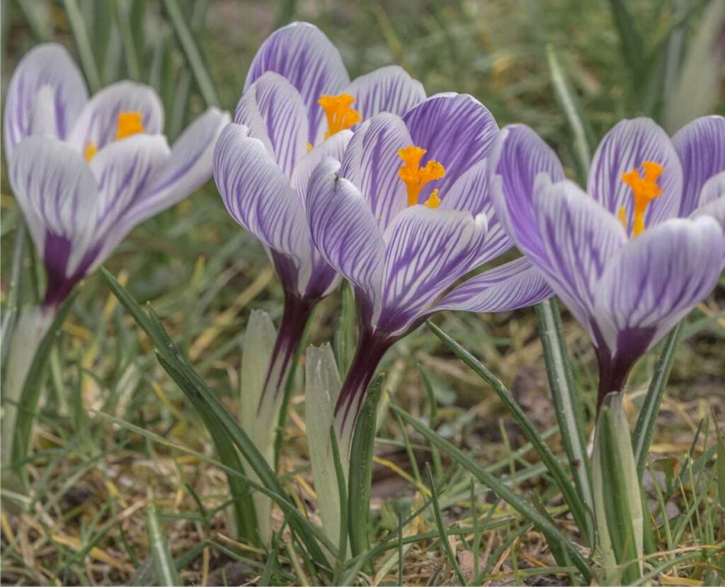 crocus pianta tossica