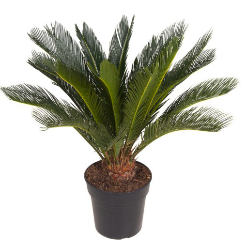 cycas revoluta pianta tossica 