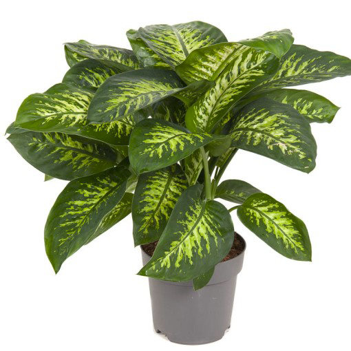 dieffenbachia pianta tossica