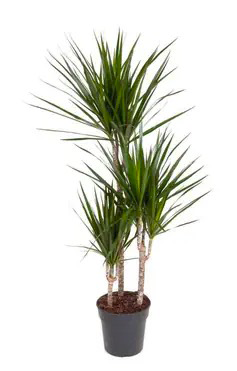 dracaena