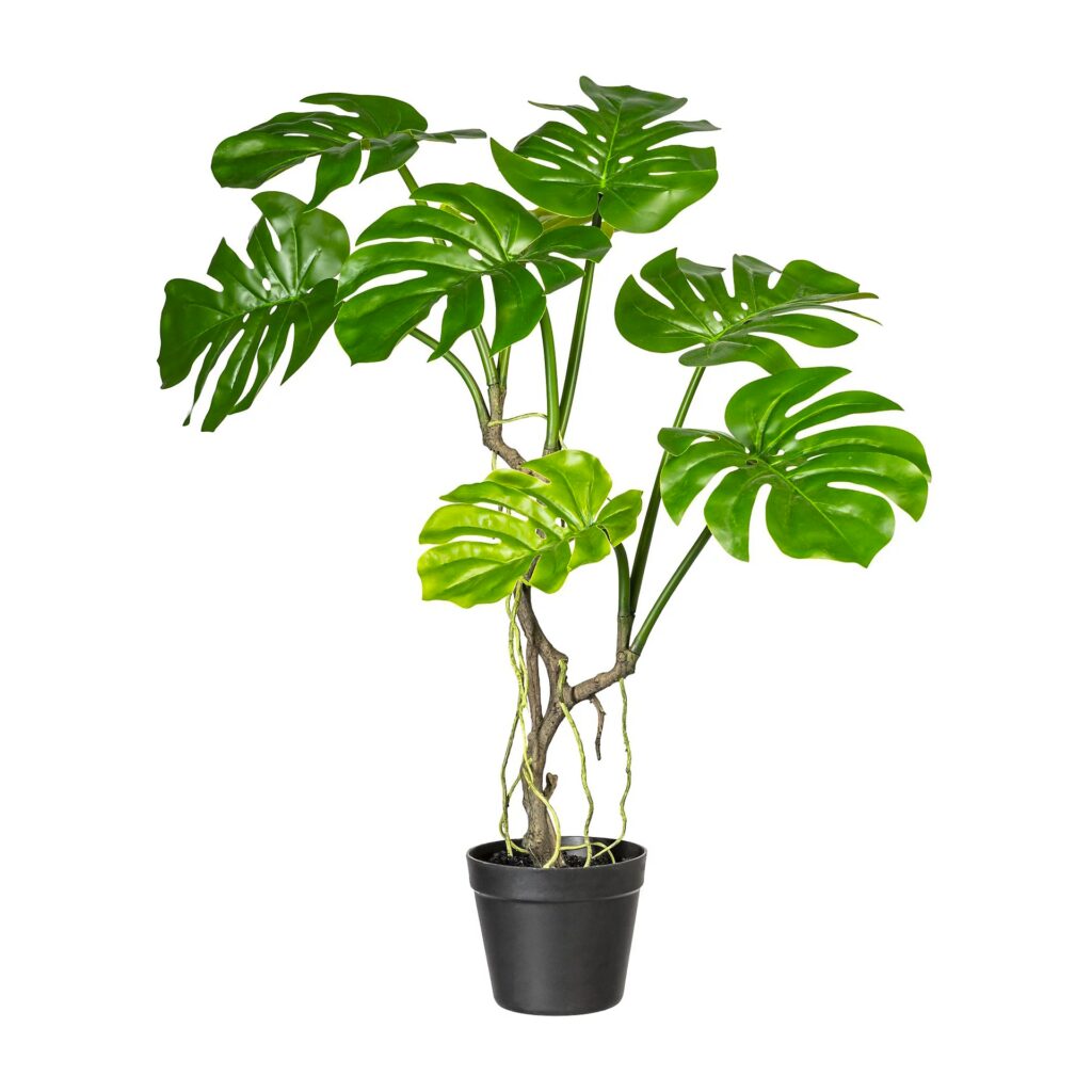 philodendron